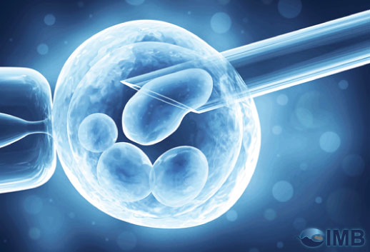 Egg-Donation-Delhi-Rajouri-Garden-imb